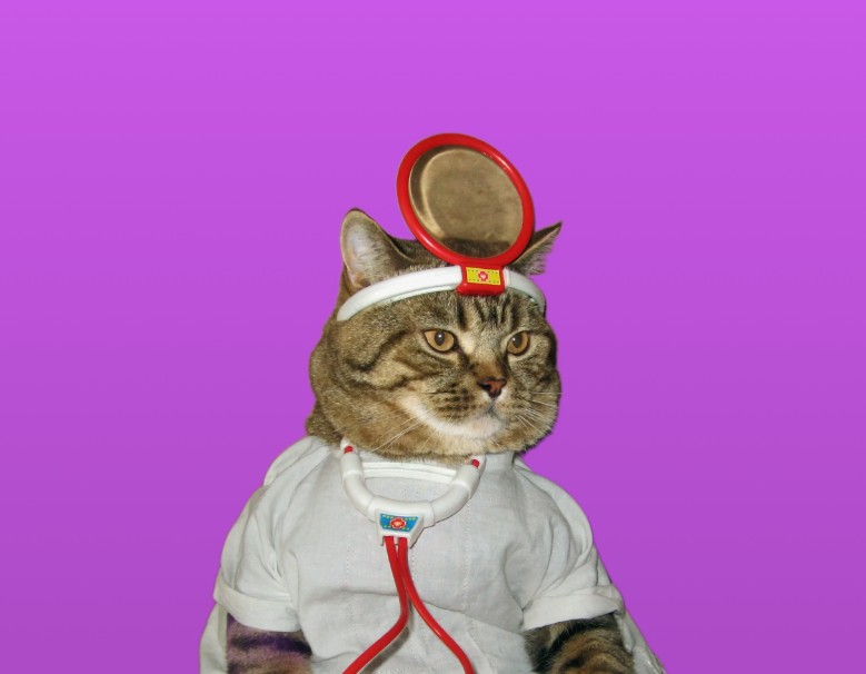Создать мем: коты врачи, кот, доктор котик