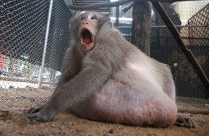 Create meme: monkey, macaques, fat monkey