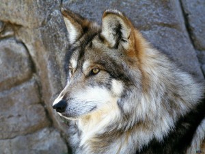 Create meme: animals wolf, wolf wolf, beautiful wolf