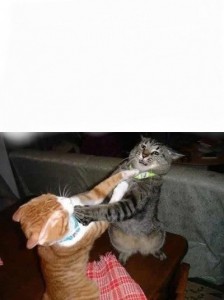 Create meme: cat, animals funny, cat