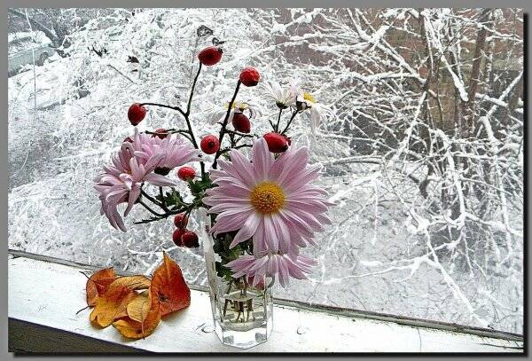 Create meme: flowers on the window in winter, winter is outside the window, flowers winter