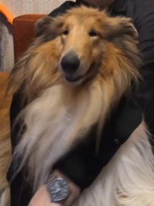 Create meme: collie dog, collie, collie longhair