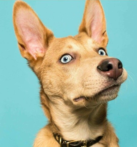 Create meme: dog pet, surprised dog, the dog is surprised