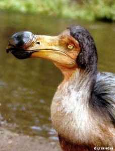 Create meme: inhabited by the Dodo bird, Dodo interesting facts, the Mauritius Dodo