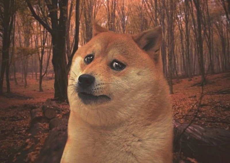 Создать мем: мем грусть, грустный doge, doge собака