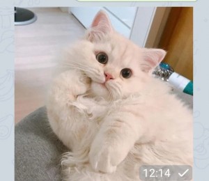 Create meme: cat, cats are cute, cats