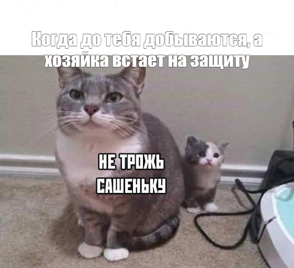 Создать мем &amp;quot;прикол, кот, кошки&amp;quot; - Картинки - Meme-arsenal.com