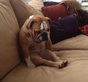 Create meme: dog, sad, bulldog