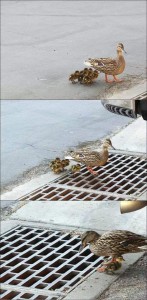Создать мем: утки и утята, утята, stupid duck