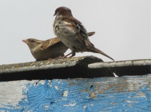 Создать мем: sparrow house, bird, domesticus