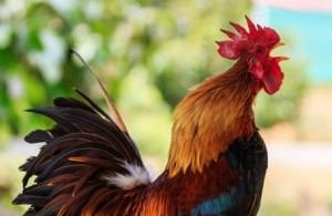 Create meme: homemade cock, the cock bird, beautiful cock