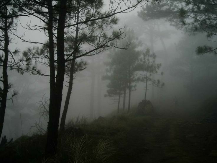 Create meme: pine trees in the fog, fog in the forest, Pine trees in the fog painting