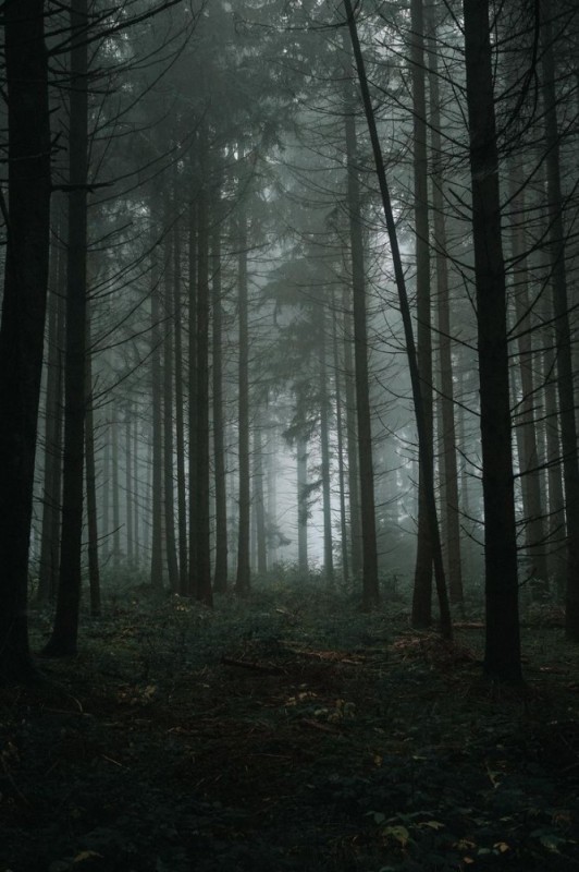 Create meme: forest , the forest dark, dark forest