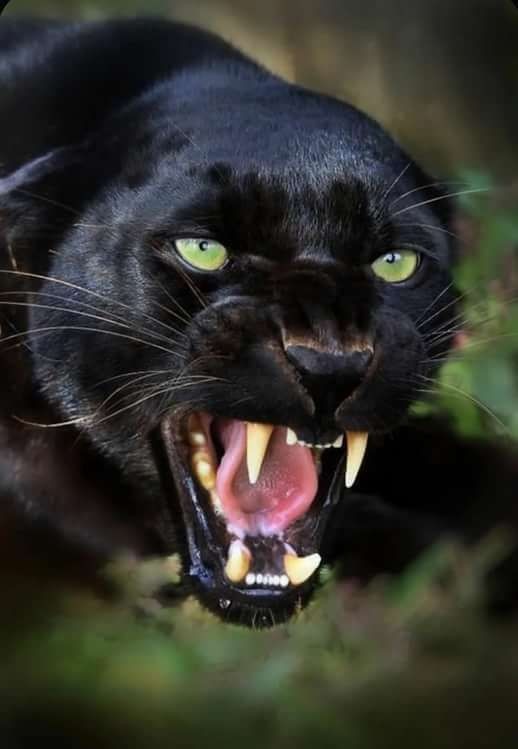 Create meme: panther grin, black jaguar, black jaguar grin