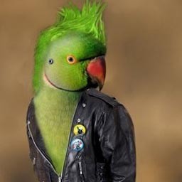 Create meme: Alexandrian parrot, Alexandrine parrot