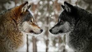 Create meme: grey wolf, two wolves