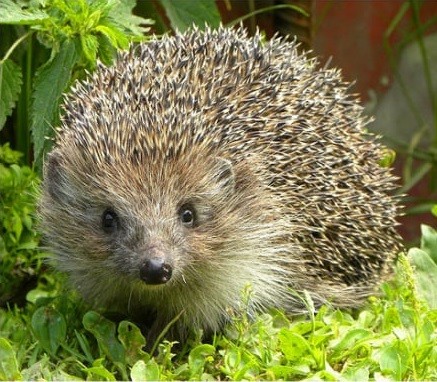 Create meme: about hedgehogs, hedgehogs, hedgehog in the country