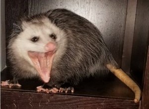 Create meme: evil opossum, opossums