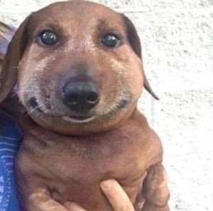 Create meme: meme dog , dog Dachshund, Dachshund meme