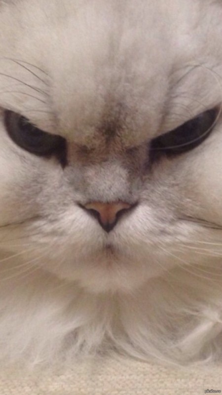 Create meme: angry cat meme, angry cat , the evil white cat