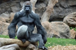 Создать мем: горилла сидит, большая горилла, биг горилла
