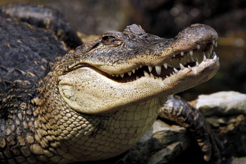 Создать мем: аллигаторы, улыбка крокодила, крокодилы