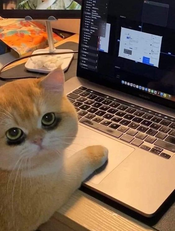 Create meme: meme of cute cat, beautiful cat meme, seals 