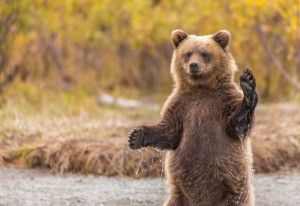 Create meme: grizzly bear, bear bear, brown bear