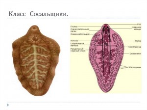 Создать мем: класс ленточные черви класс сосальщики тип плоские, печеночный сосальщик тип червей, сосальщики