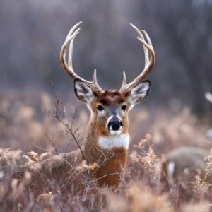 Create meme: animal deer, horned deer, deer