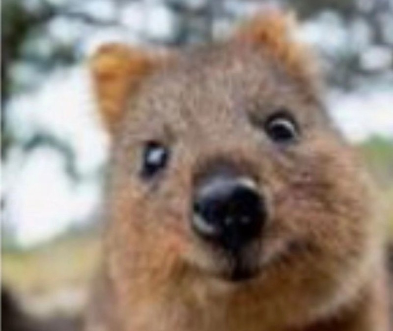 Create meme: quokka smiling animal, quokka short - tailed kangaroo, quokka an animal