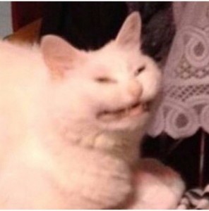 Create meme: cat, cat, cursed cat images