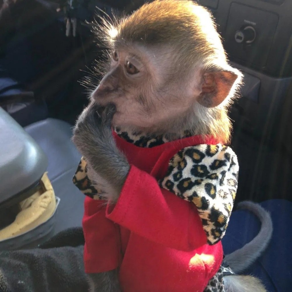Маленькая обезьянка в костюме