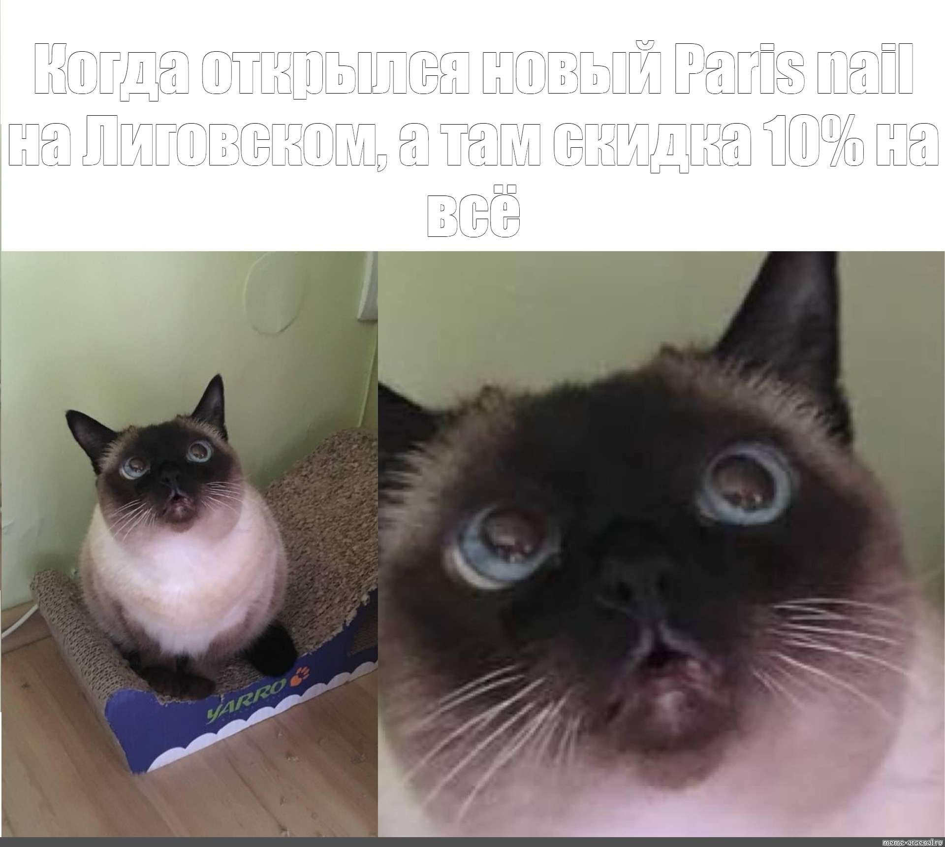 Фото мемов с котиками