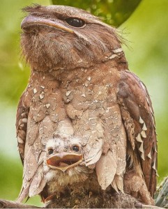 Create meme: bird Nighthawk, Nightjar