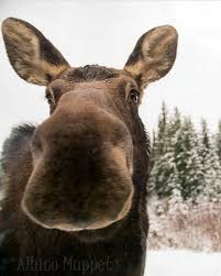 Create meme: Moose is funny, moose nose, hornless moose