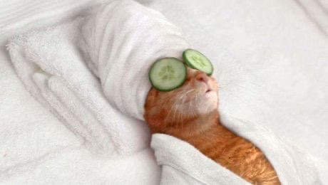 Create meme: cat in the spa, The cat in the spa, a cat with a towel on his head