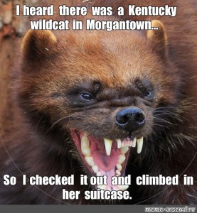 Create meme "I'm not happy (I'm not happy , Wolverine , animals