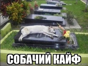Создать мем: умерла собака, могила кошки, собака рядом с могилой