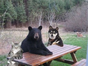 Create meme: funny bear, the bear at the table, bear sitting at the table