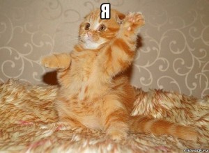 Create meme: who woke up, kitten with raised paw, who wants tequila and adventure