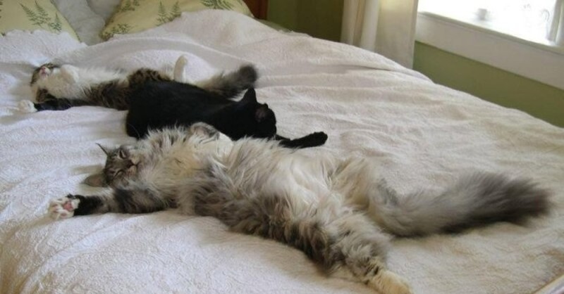 Создать мем: кошка спит на спине, кот спит на кровати, кот на кровати
