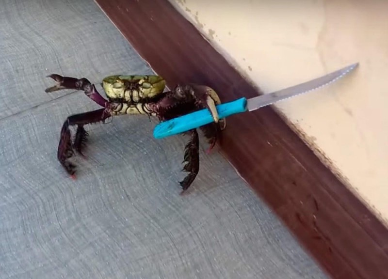 Create meme: the crab with the knife , a crab with a knife meme, crab crab