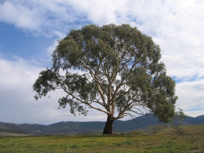 Create meme: eucalyptus tree, eucalyptus plant, eucalyptus of Australia