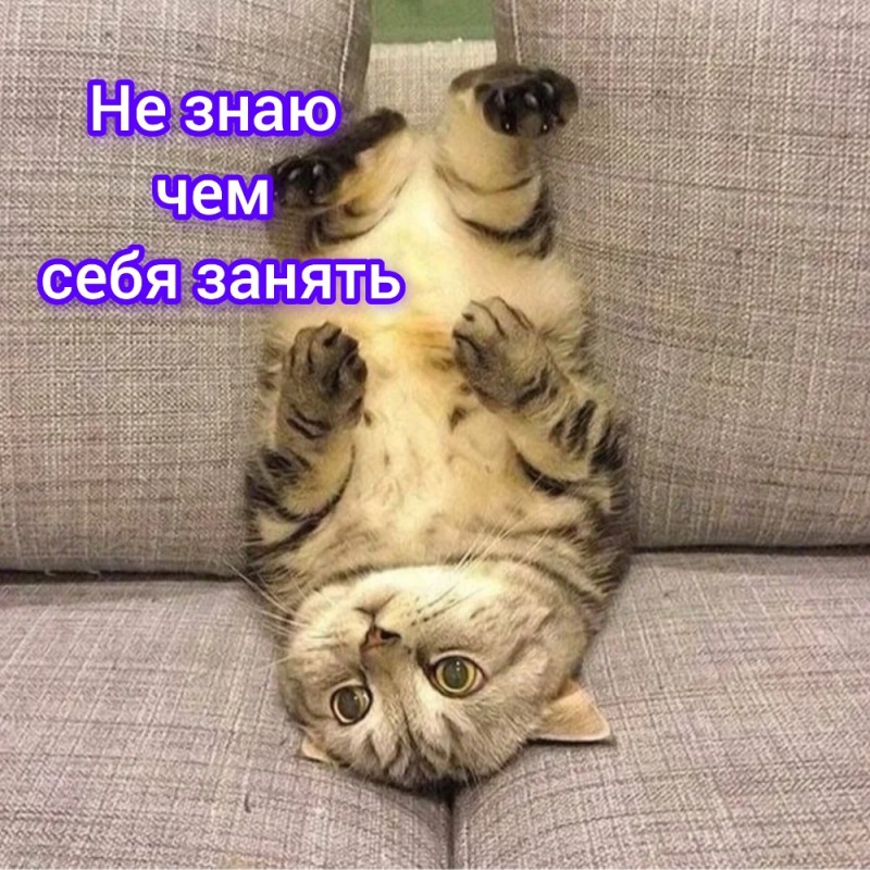 Create meme: funny poses of cats, Funny cat upside down, The cat is upside down