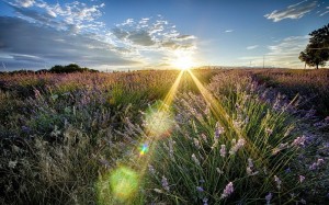 Создать мем: поле, лето, field