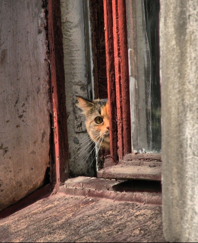Создать мем: кошка, кошка смотрит в окно, животные
