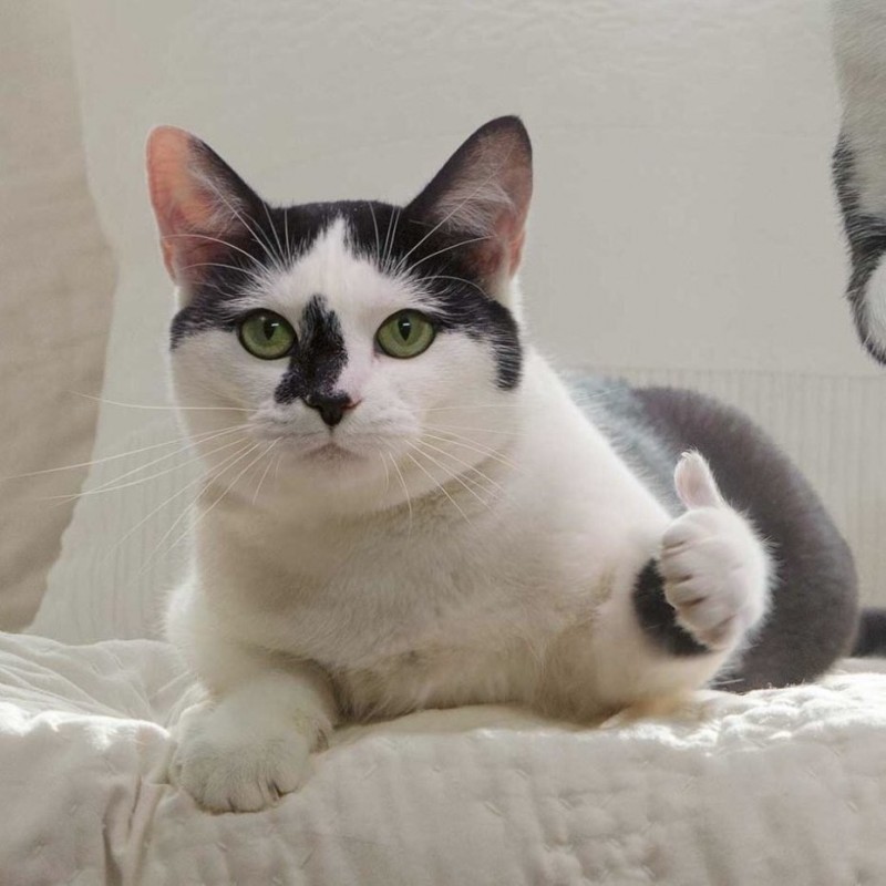Create meme: american shorthair cat, cat , Shorthair 