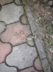 Создать мем: тротуарная плитка заросла травой, садовые дорожки, брусчатка из камня
