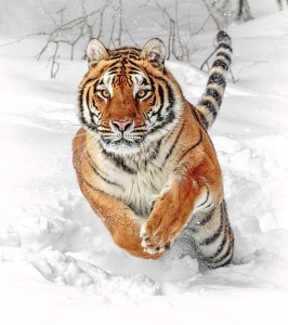 Создать мем: амурский тигр картина, уссурийский тигр зимой, уссурийский тигр бенгальский тигр